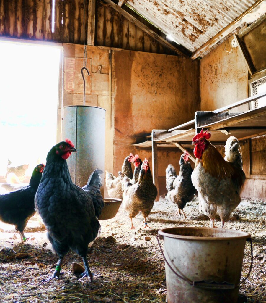 Chickens eating safely in their chicken coop | Animal Structures | Rooster's Amish Sheds, WV