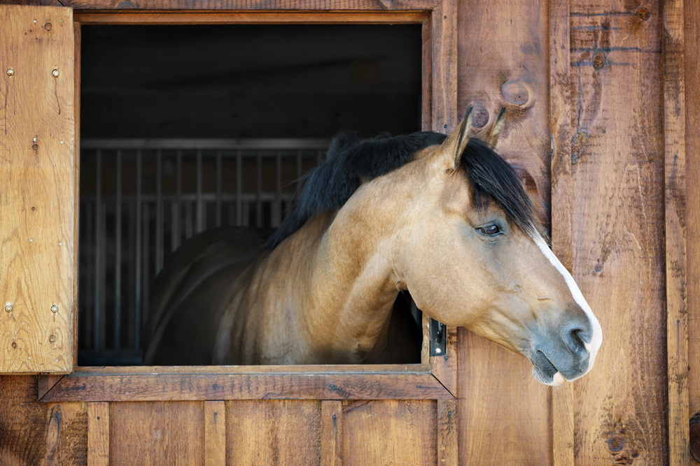 Horse Barn Essentials: Designing a Safe and Comfortable Space for Your Equine Friends