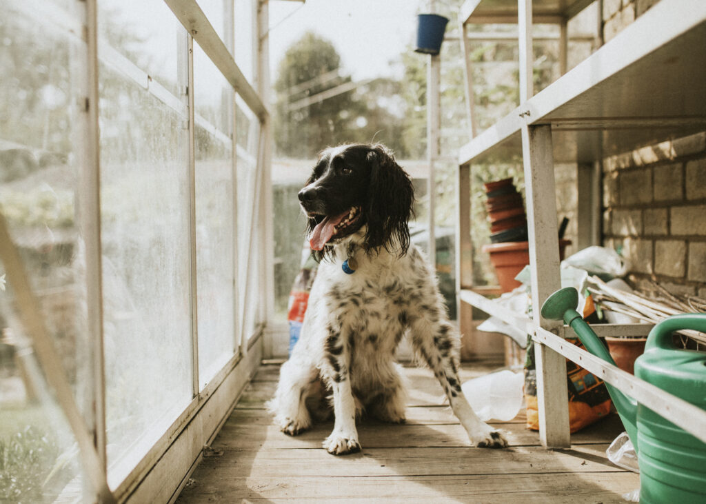 A happy black and white dog sitting in a shed looking out the window | Dog Kennel | Rooster's Amish Sheds, WV
