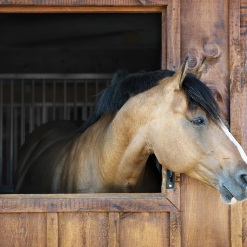 Horse Barn Essentials: Designing a Safe and Comfortable Space for Your Equine Friends