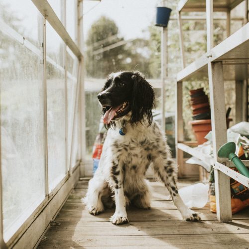 A happy black and white dog sitting in a shed looking out the window | Dog Kennel | Rooster's Amish Sheds, WV