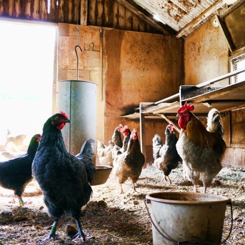 Chickens eating safely in their chicken coop | Animal Structures | Rooster's Amish Sheds, WV