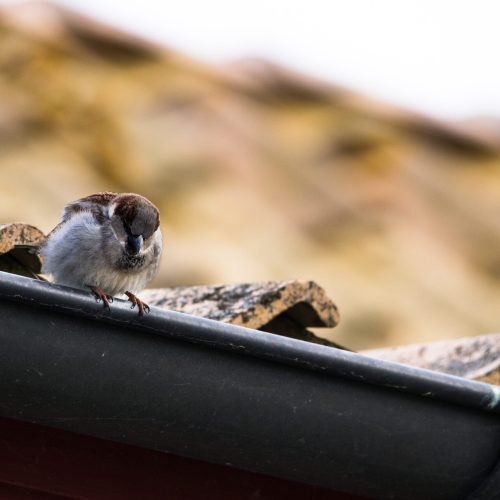 A selective focus shot of a sparrow sitting on the roof of a house